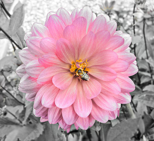 Dahlia Bee