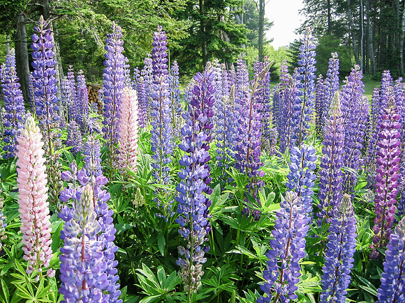 Lupine Garden