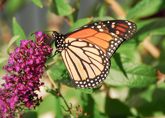 Monarch