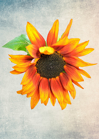 Brillant Sunflower