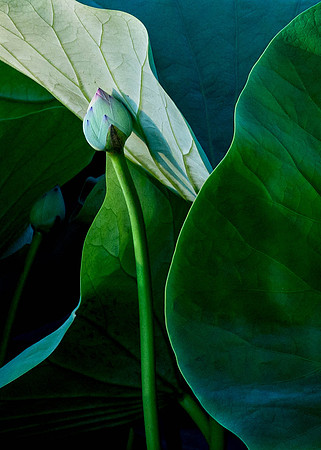 Emerging