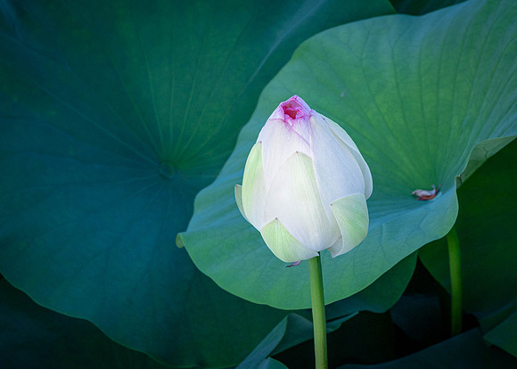 Lotus Blossom