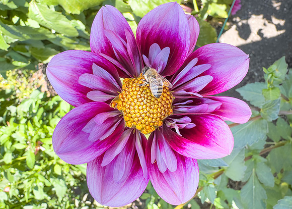 Dahlia Bee 2