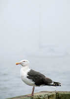 Morning Fog