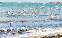 Coastal Terns