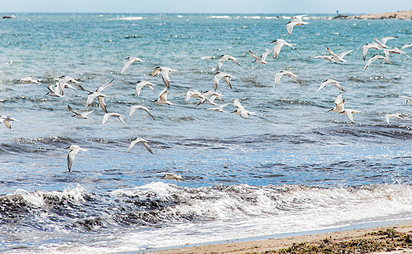 Coastal Terns