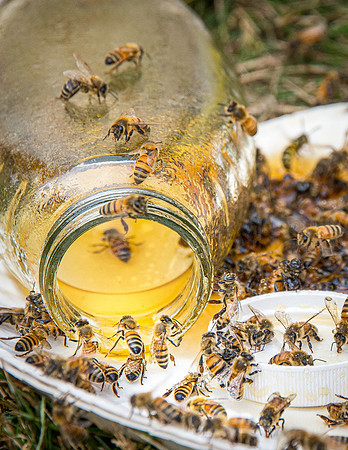 Bees and Honey