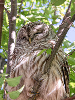 Barred Owl