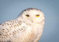 Wise Stare
