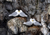 Kittiwake Courting, Stykkisholmur, Iceland