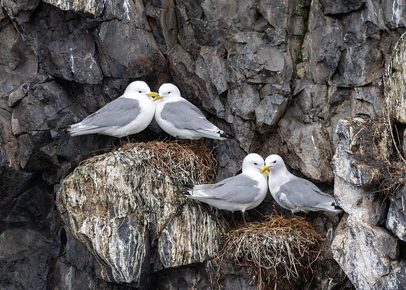 Kittiwake Courting, Stykkisholmur, Iceland