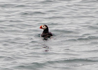 Puffin, Vesmannaeyjar Island, Ineland