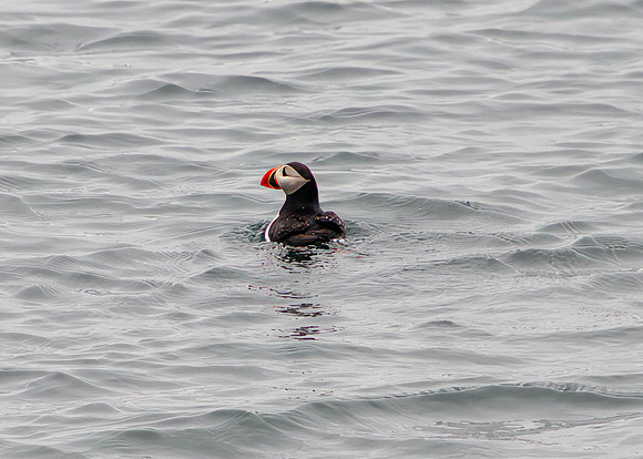 Puffin, Vesmannaeyjar Island, Ineland