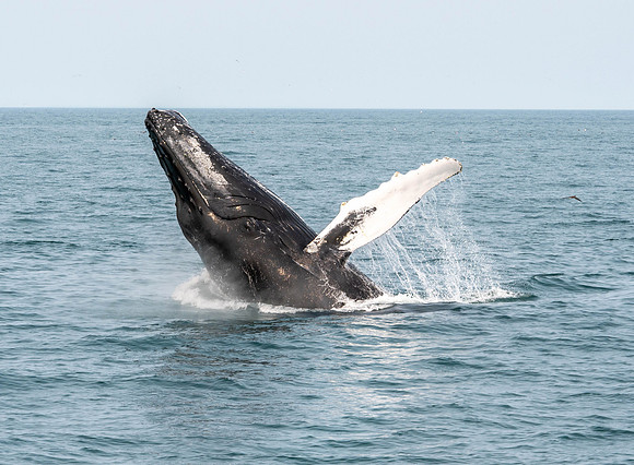 The Breach