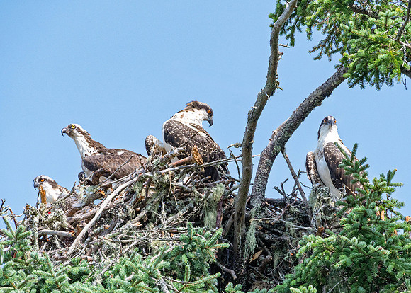 Osprey Family Time
