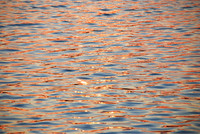 Golden Tide