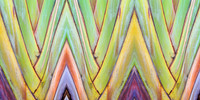 Abstract Palms