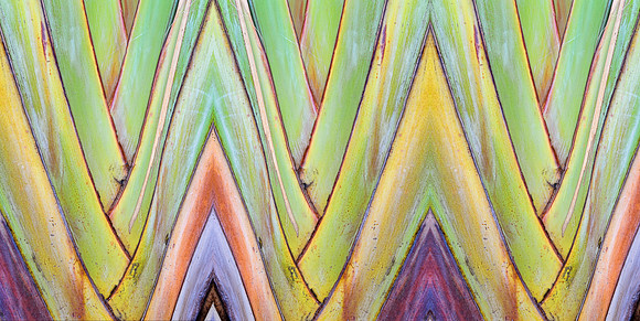 Abstract Palms