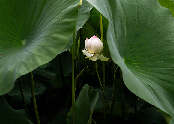 Hidden Lotus
